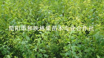 四川優質脆紅李子苗、大五星枇杷苗批發與種植技術全攻略——走進簡陽市和映林果苗木專業合作社