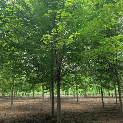 邳州紹剛苗木 十公分美國紅楓價格參考與種植養(yǎng)護指南