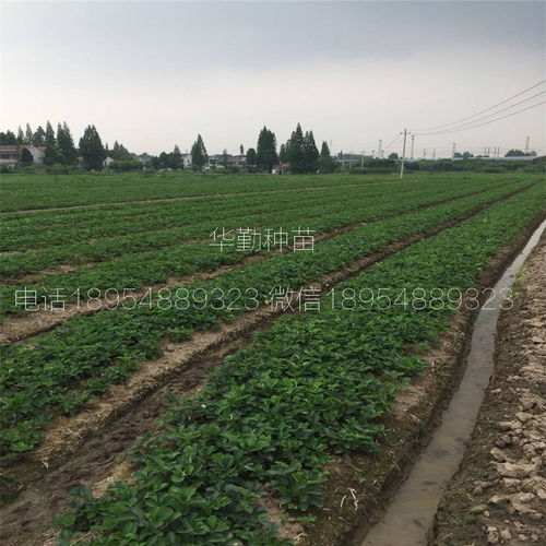 草莓苗紅顏大型草莓育苗基地 育苗技術(shù)與種植咨詢(xún)?nèi)ヂ? class=