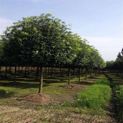 13公分香樟報(bào)價(jià)與青峰園林在線咨詢(xún) 自貢香樟苗木種植及技術(shù)全解析