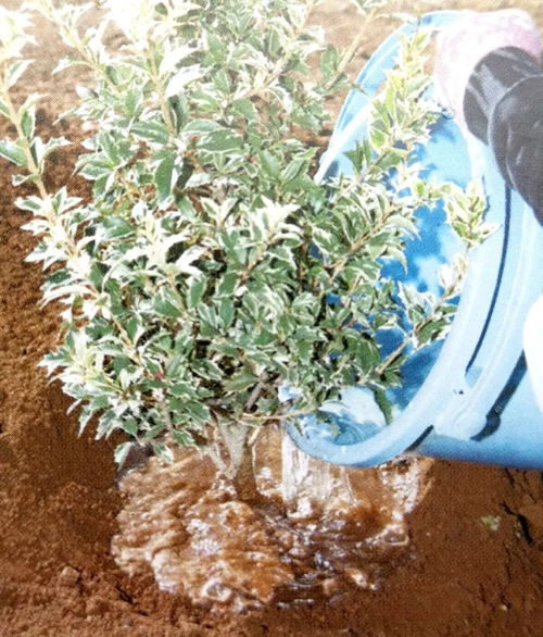 栽種小樹苗,掌握4個技術要領,來年小樹定會順利開花結果